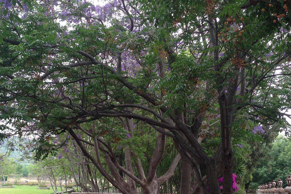 Jacarandas floreando