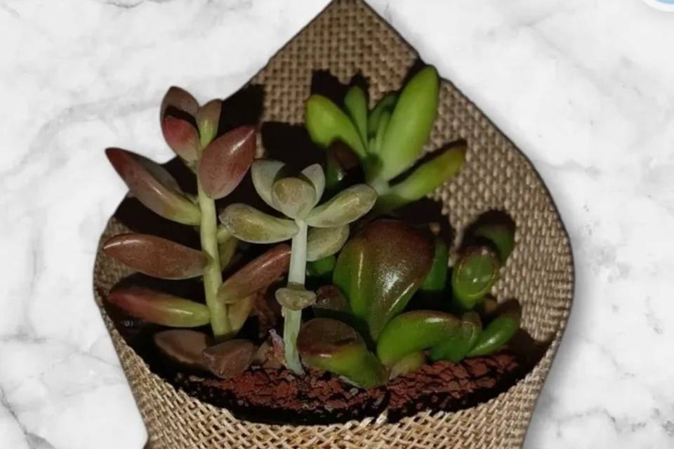 Cotizamos la planta de tu elec