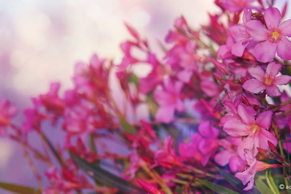 Flores