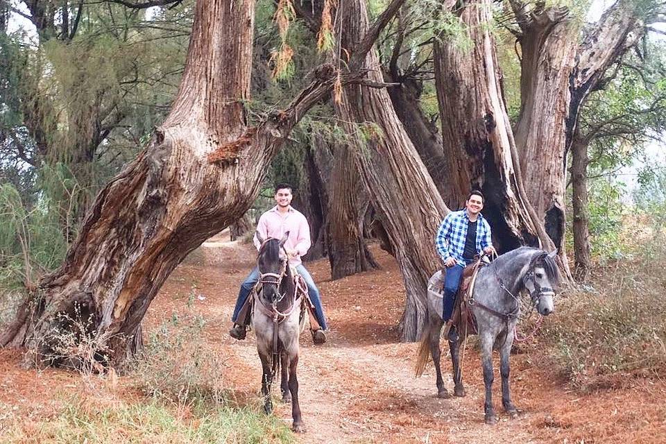 Arboles Sabinos Legendarios