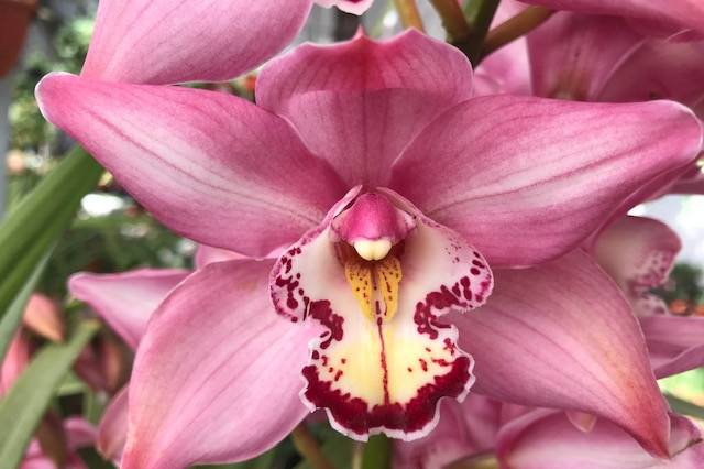 Bermúdez Productora de Orquídeas