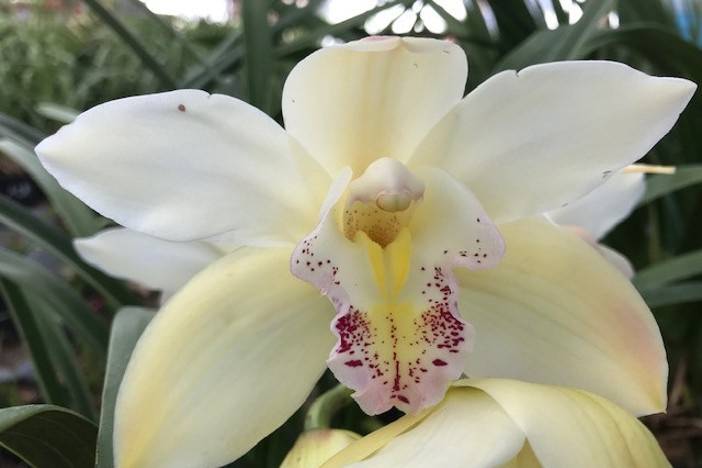 Bermúdez Productora de Orquídeas
