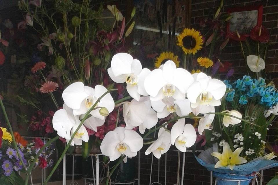 Maceta orquídea