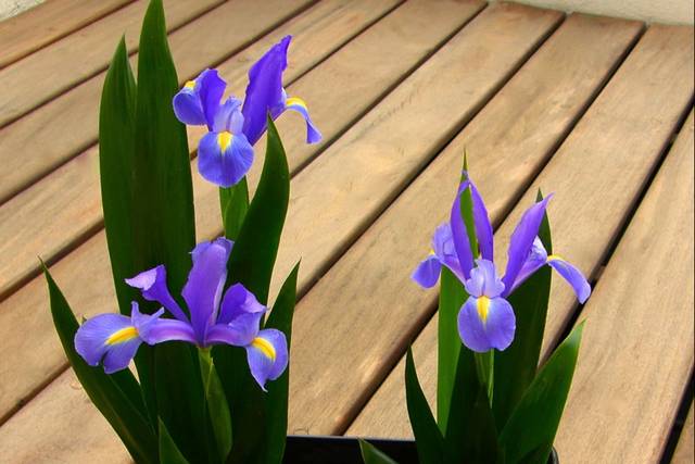 Centros de mesa con iris