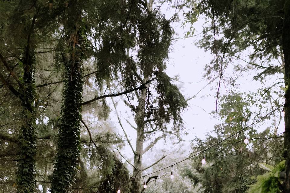 Bosque Mágico