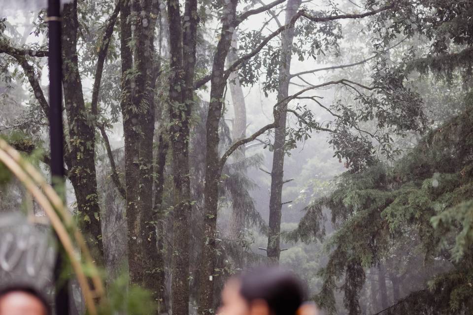 Bosque