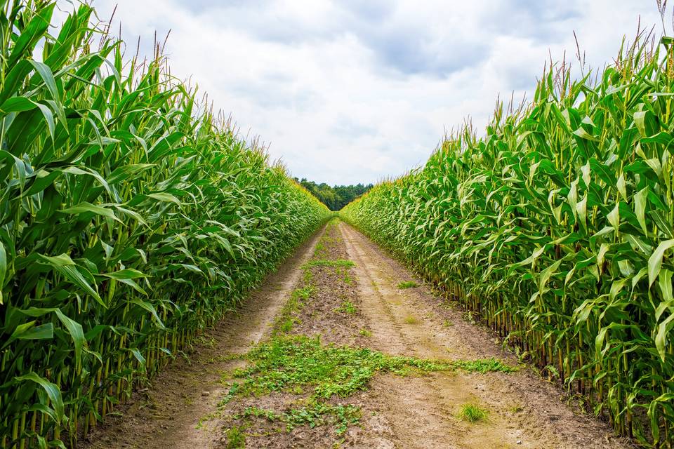 Campos de Tamazula