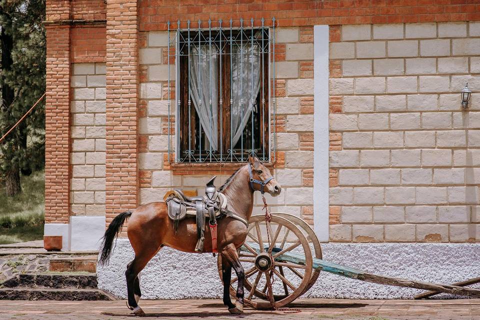 Caballos