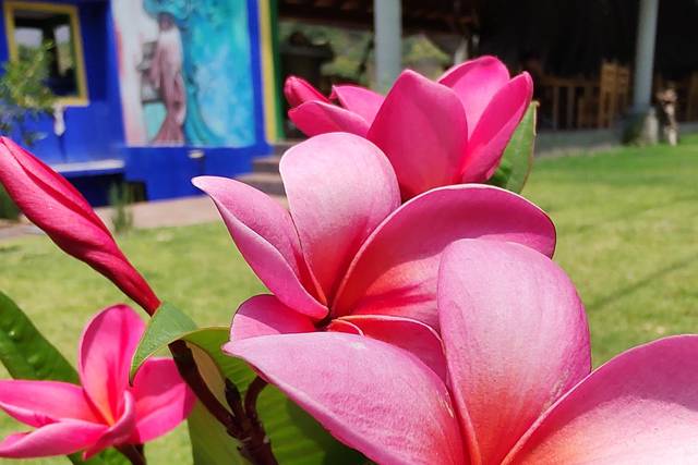 Jardines