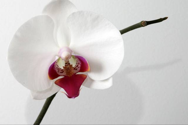 Orquídea centro rosa