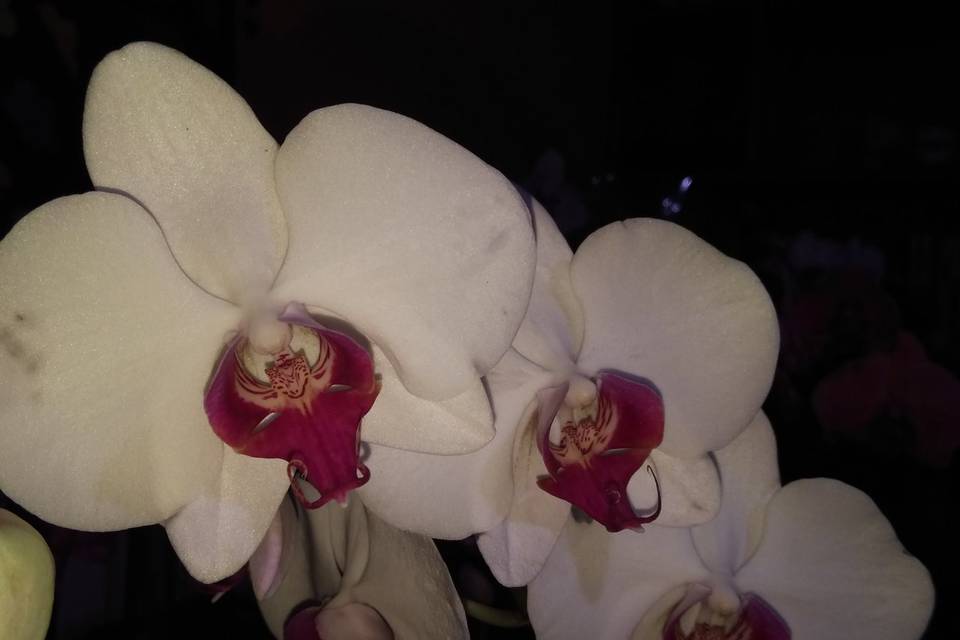 Orquídeas Biker