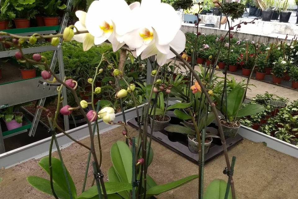 Orquídeas Biker