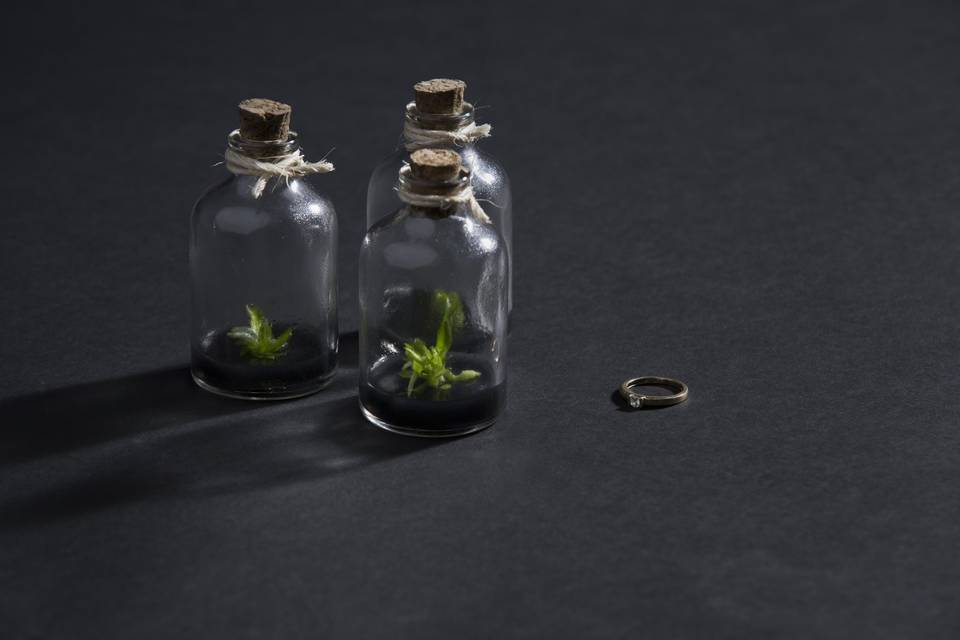 Orquídeas in vitro