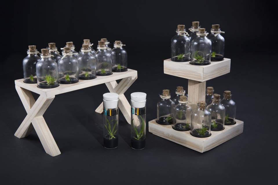 Orquídeas in vitro