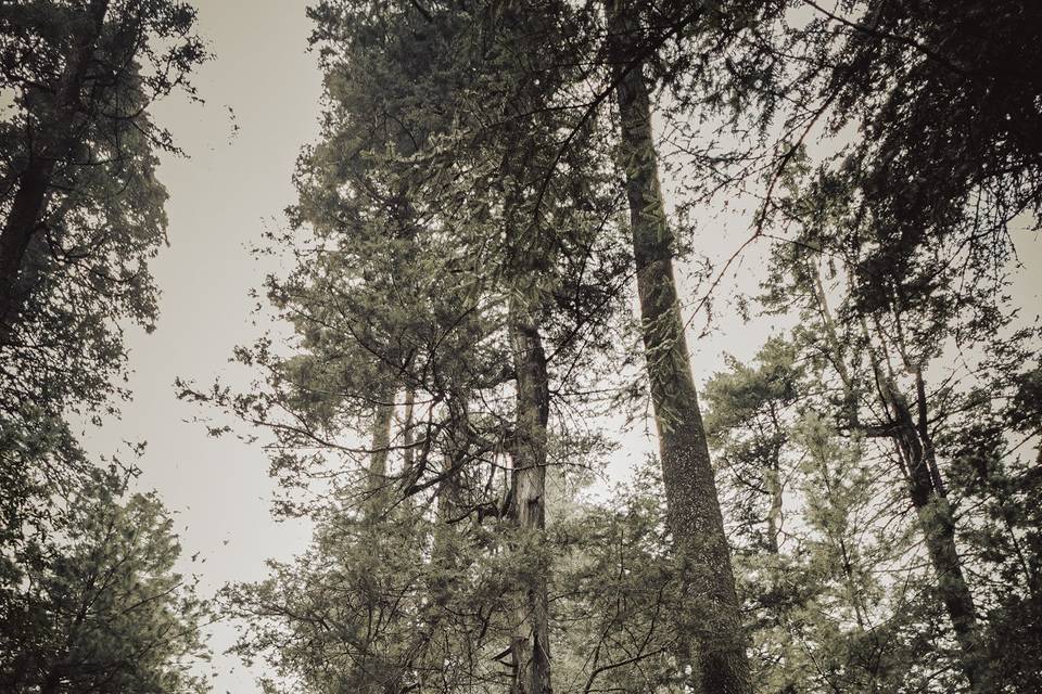 Fotografía de boda