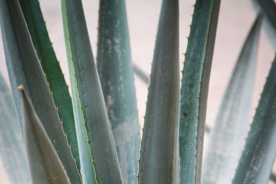 Maguey azul