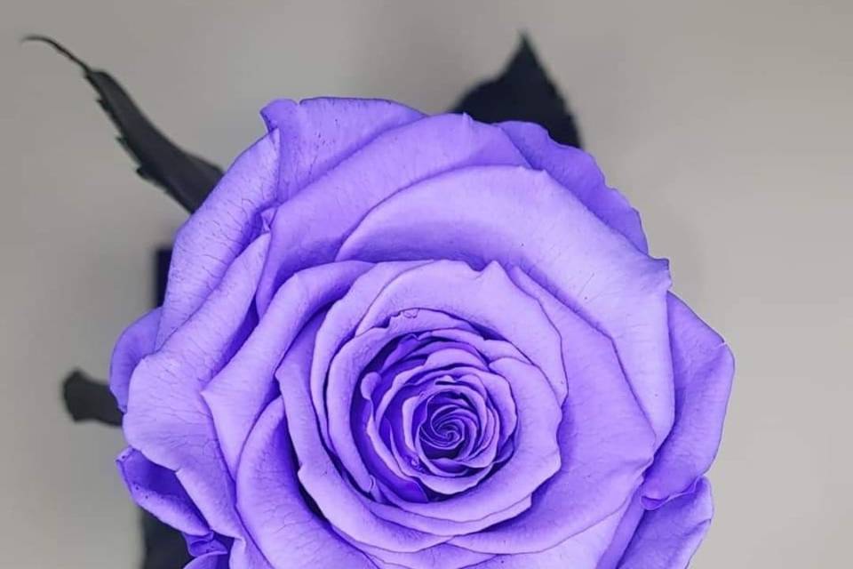 Rosa color morado suave