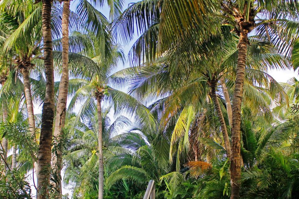 Grand Oasis Palm
