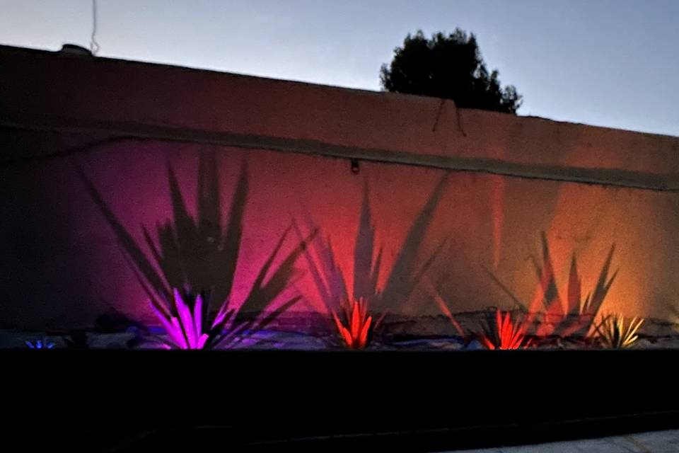 Agave de noche