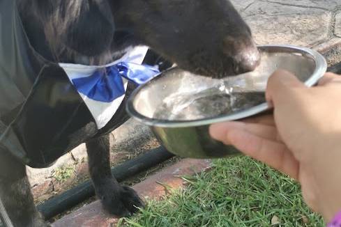 Bruna Estilistas Caninos