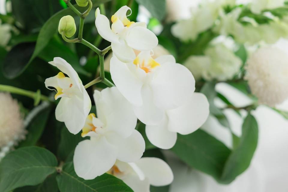 Flores