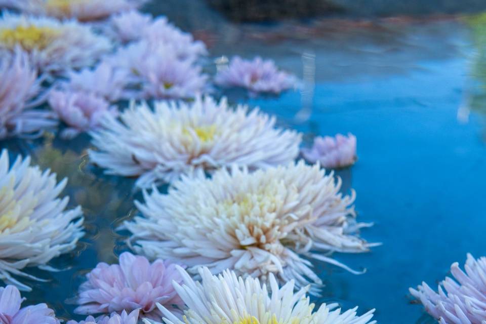 Flores