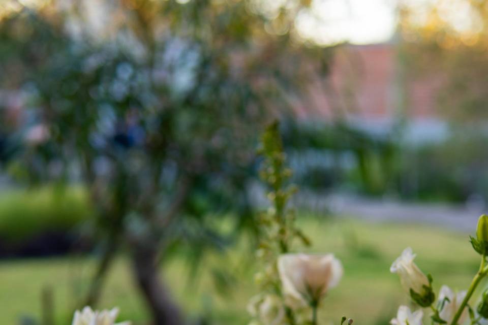 Flores
