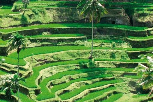 UBUD  (en Bali Indonesia)