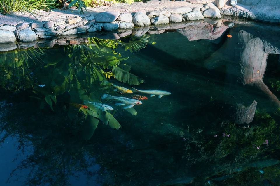 Lago con plantas