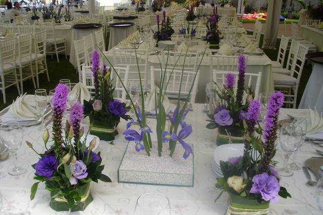 Paquete Diamante Plus