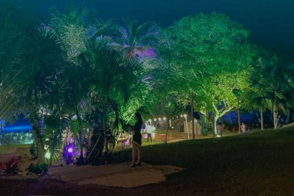 Zamia Garden