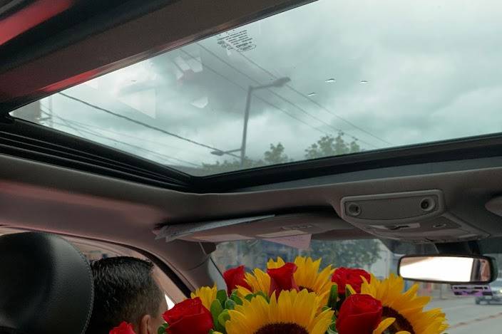 Girasoles- rosas