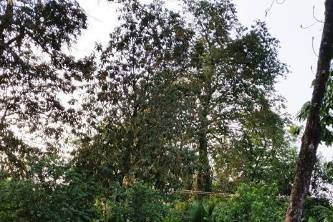 Quinta San Francisco Izapa