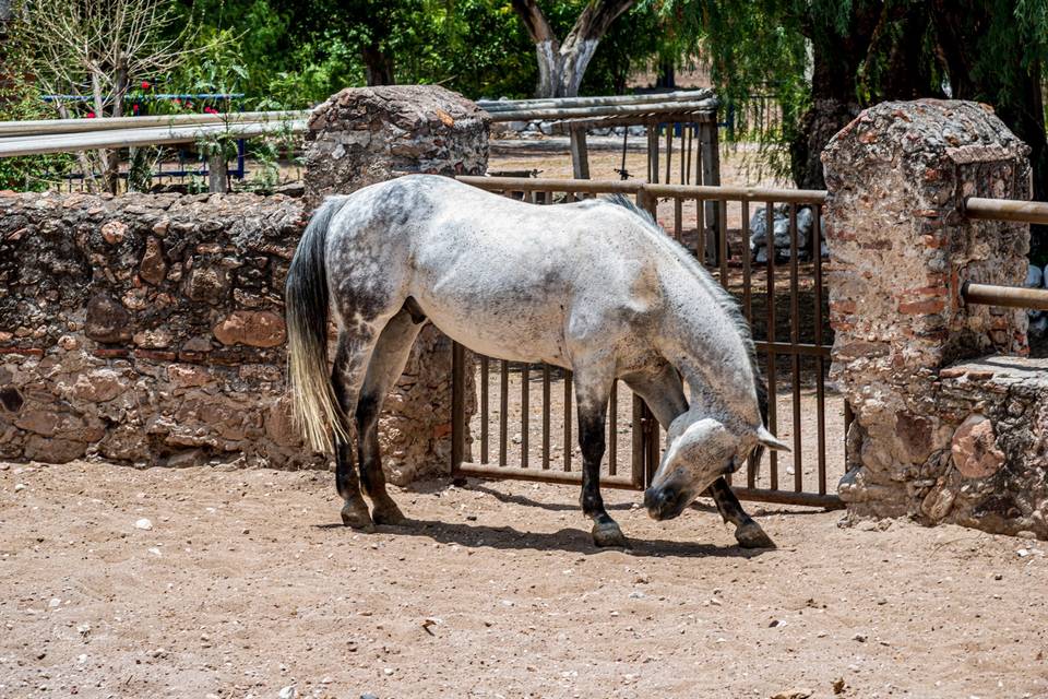 Ex Hacienda Carrera