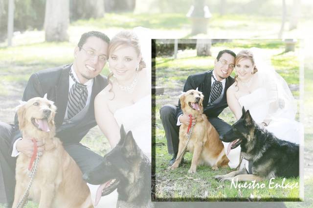 DVD boda amores perros