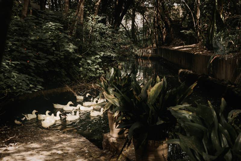 patos
