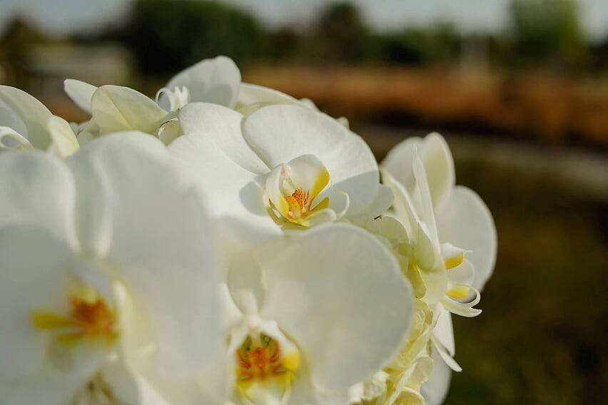 Ramo hortensias y orquideas