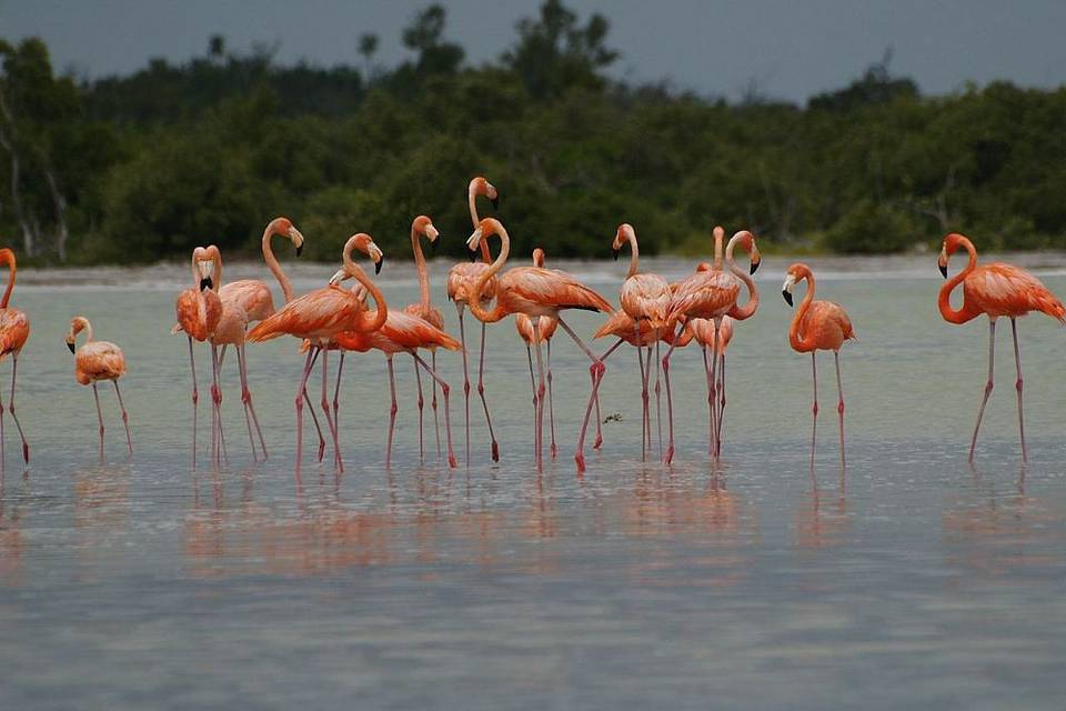 Holbox