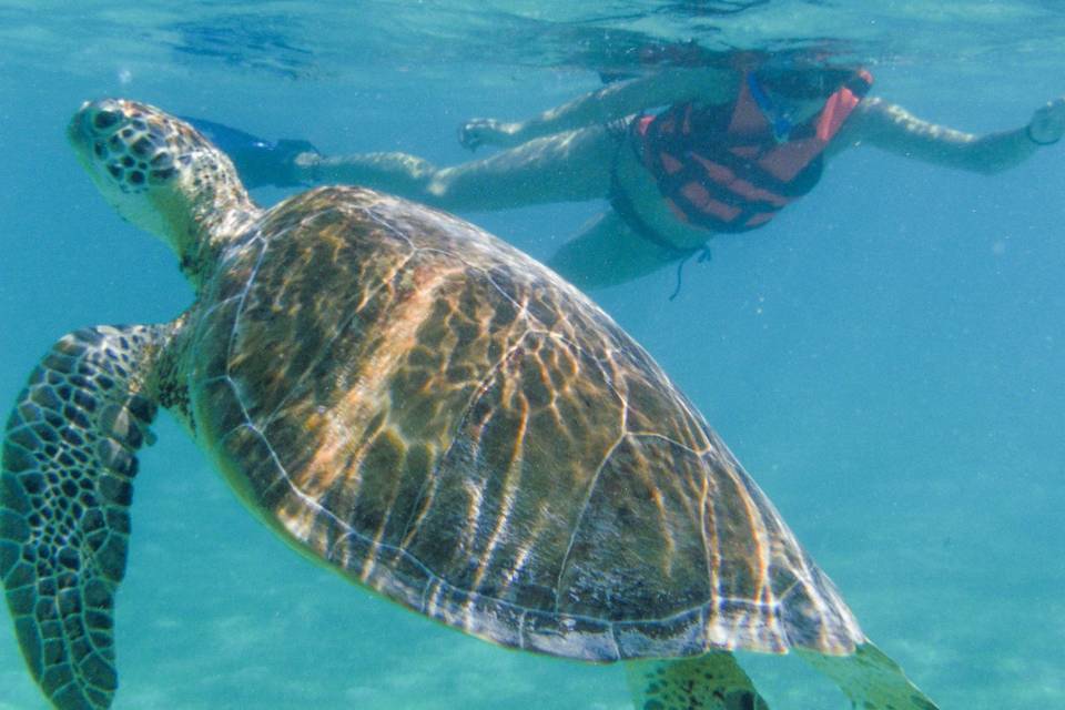 Marine turtle adventure