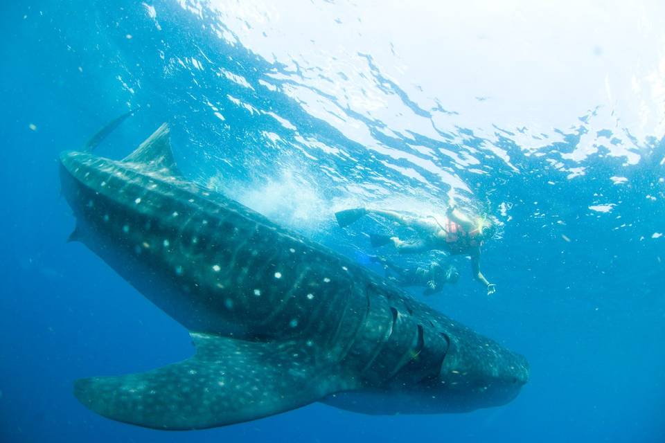 Whale-shark