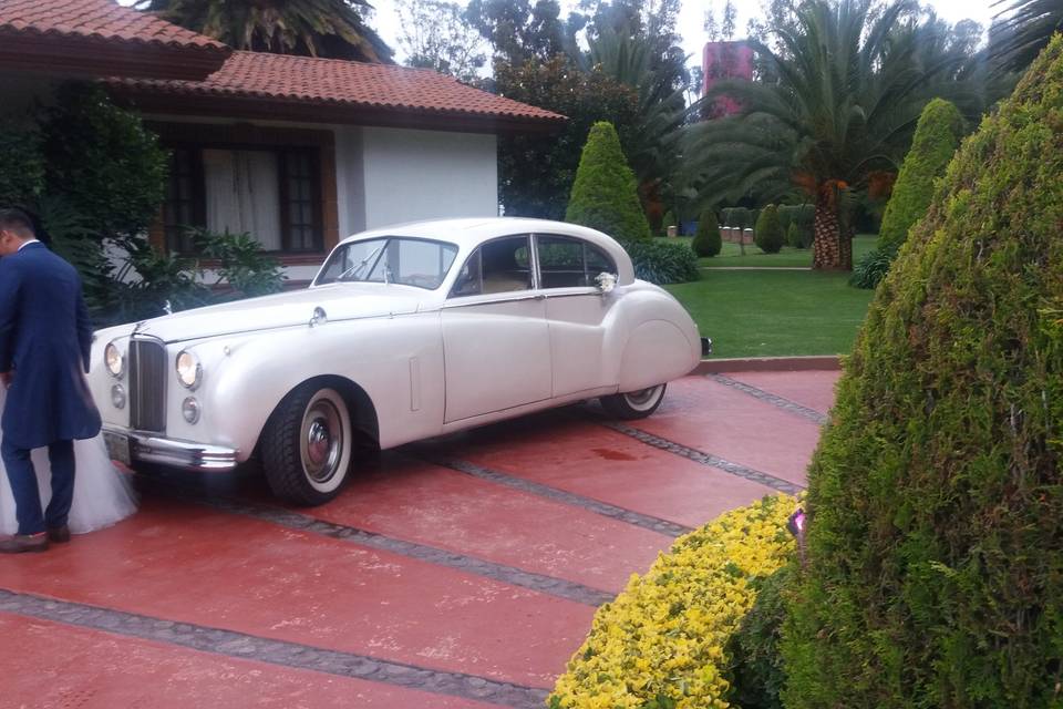Jaguar 1951