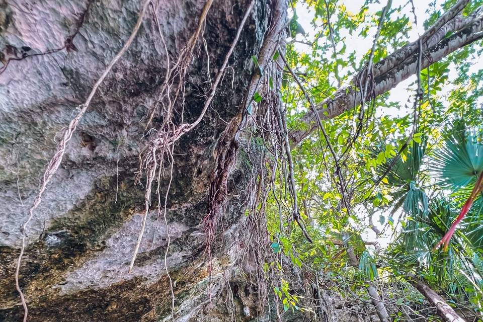 Cenotes