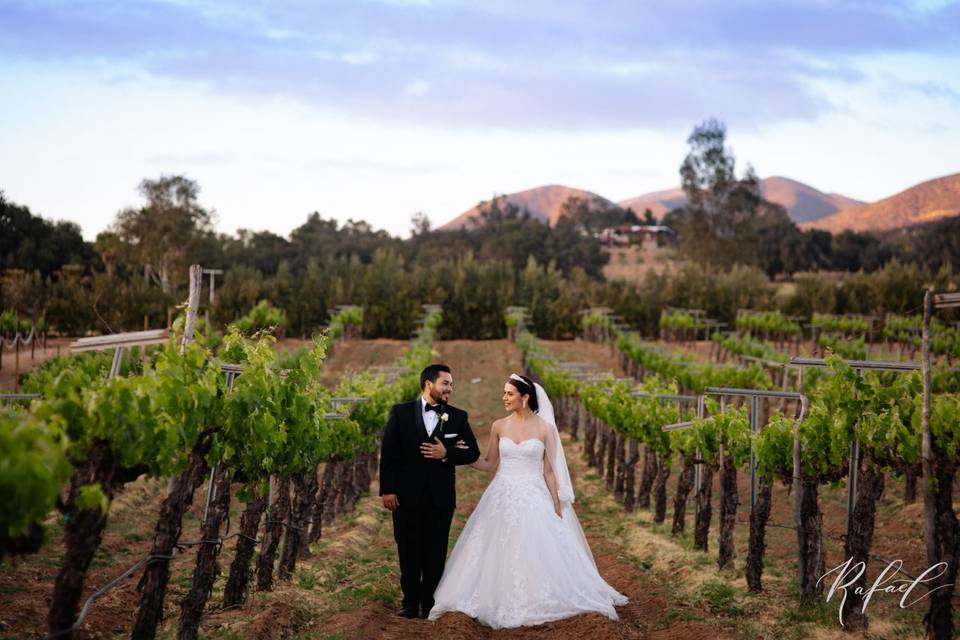 Valle de Guadalupe