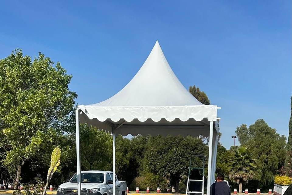 Carpa pico