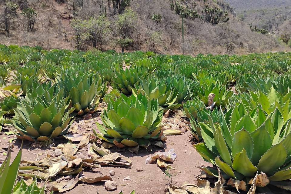 Tobala en crecimiento