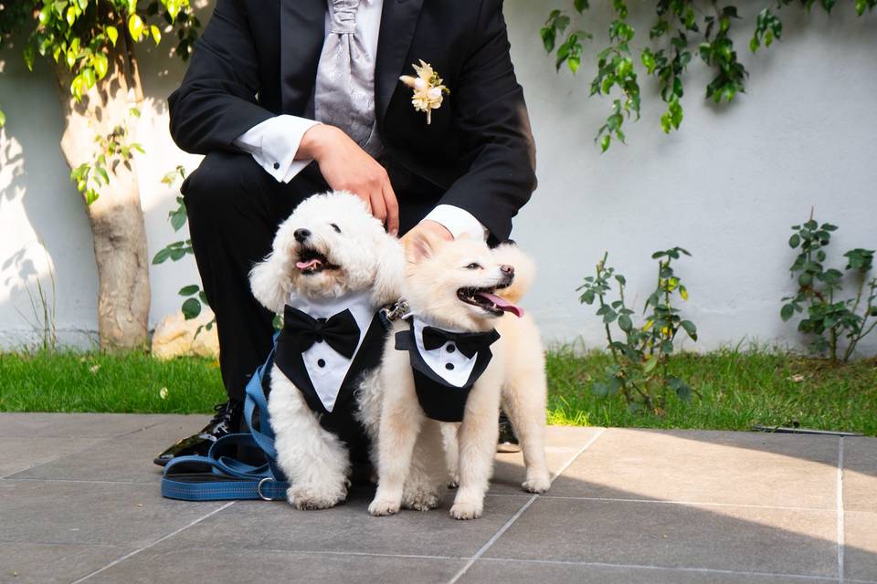 Petfriendly