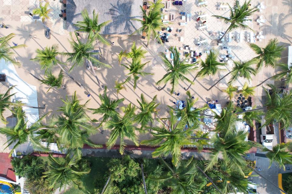 Foto de palmeras
